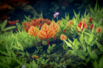 Begonia arenosaxa ined. (Begoniaceae)Rain forest plants,mini pond,bowl Thailand at Phu Hin Rong Kla national park ,Thailand