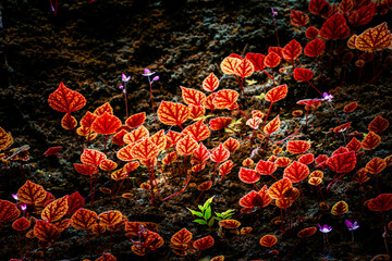 Begonia arenosaxa ined. (Begoniaceae)Rain forest plants,mini pond,bowl Thailand at Phu Hin Rong Kla national park ,Thailand