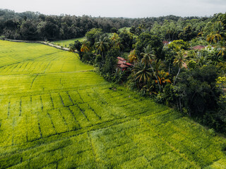 Aerial Photo of green Rice fields in the countryside of Sri Lanka