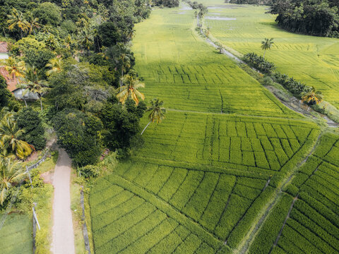 Aerial Photo of green Rice fields in the countryside of Sri Lanka