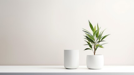houseplants in a pot on the background of a light wall minimalist style