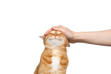 Portrait of a woman's hand stroking a ginger cat with smile on Isolated white background - obrazy, fototapety, plakaty