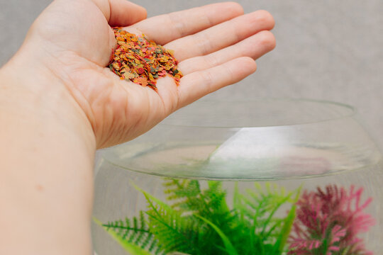 Man holds food for aquarium fish in palm of his hand. Concept of feeding, caring, solicitous for pets. Close-up photo