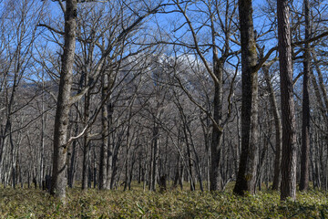 初冬の奥日光のミズナラの森