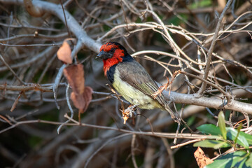 Black-collared barbet with a damaged beak isolated in the wild