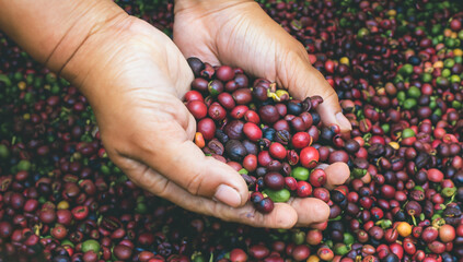 Close up hands harvest red ripe coffee seed robusta arabica berry harvesting coffee farm