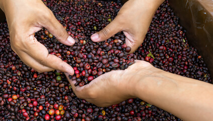 Close up hands harvest red ripe coffee seed robusta arabica berry harvesting coffee farm