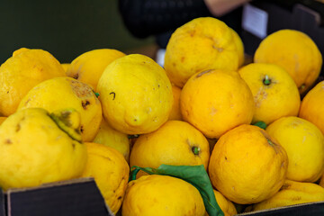 Ripe yellow lemons or citrons on a stand at a local outdoor farmers market in the Old Town, Vieille...