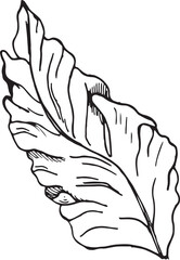 Sea plant ink hand drawn illustration isolated on white background. Red porphyra single leaf, seaweed black white line vector. Design element for package, label, wrapping, marine collection