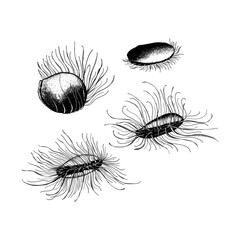 Disco Clams hand drawing vector isolated on background.