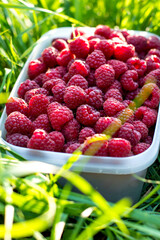 Picked raspberries in a bowl in the garden, on the grass above the raspberry bush, close.