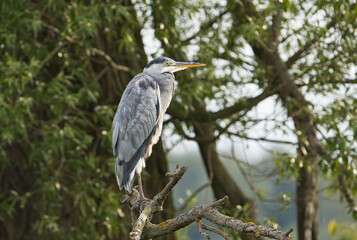 Gray heron