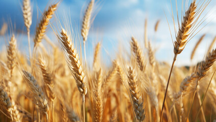 Fototapeta premium Field summer cereal agricultural grain wheat