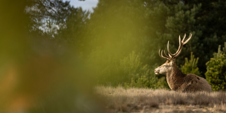 deer in forest