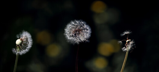 Delicate, white, dandelion in the panorama.