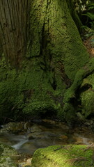 tree, moss and stream