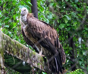 Vulture in the jungle, vulture,zoo
