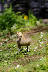 Young canadien goose on grass field