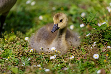 Young canadien goose on grass field