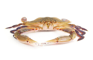 Raw three-spot swimming crab isolated on white background. 