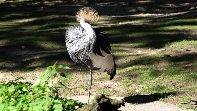 The Black Crowned Crane, Balearica pavonina is a bird in the crane family Gruidae.