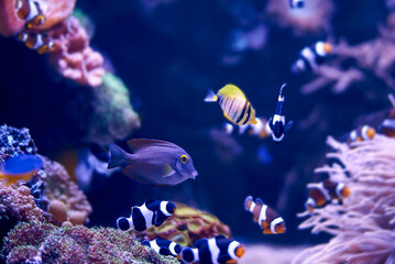 Naklejka na ściany i meble Fish and corals in the sea, underwater world.