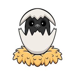 Cute crow bird cartoon inside from egg