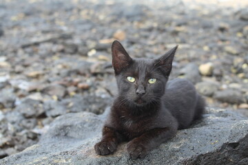 Um gato preto na Ilha do Sal, Cabo Verde