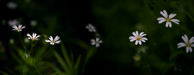 Wildflowers, endless meadows of Ukraine.
Delicate, white, inconspicuous wildflowers in the panorama.