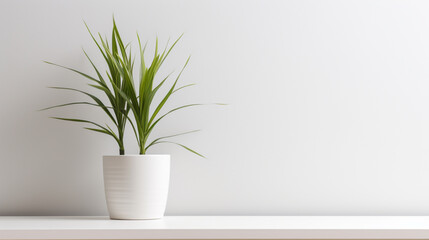 A close-up of a minimalist living room plant, with simple lines, minimal leaves, and copy space.