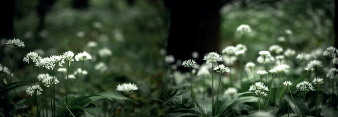 Ramson, Kolba, or Bear onion.White, forest flower.Panorama of the flowers of the bear's onion.