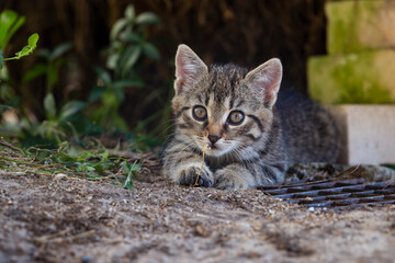 Photo of a small striped kitten in a summer garden.