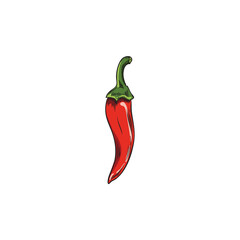 Red chili pepper, colorful cayenne paprika plant whole pod, hot spicy vegetable vector hand drawn illustration