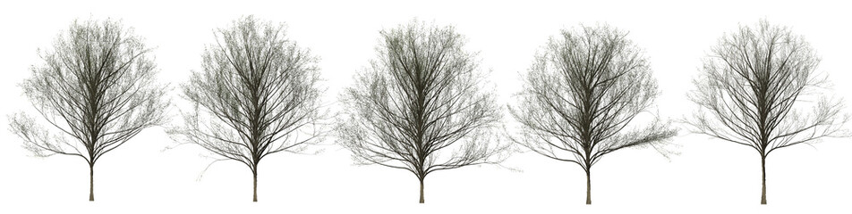 Collection of leafless trees isolated on a transparent background.