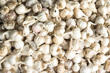 Fresh whole garlic, Fresh garlic background. Fresh garlic in the market