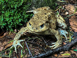 Aga toad in the forest in the mountain area during the rain