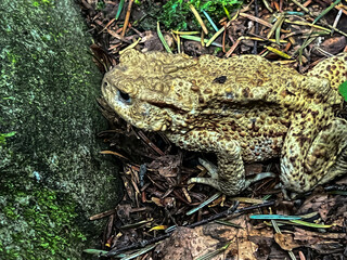 Aga toad in the forest in the mountain area during the rain