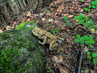 Aga toad in the forest in the mountain area during the rain