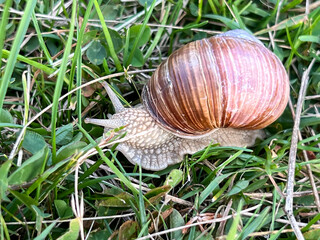 Vineyard snail in a meadow, among small grasses