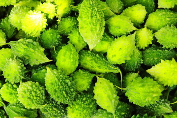 Top view lots of bitter gourd background. Fresh bitter gourd vegetables in the Asian traditional...