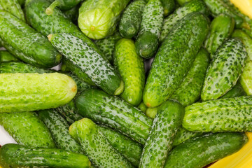 Washed cucumbers and gherkins on dish, fragment close-up