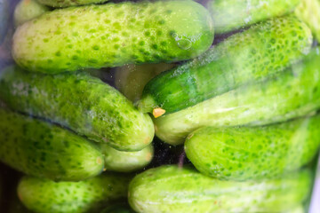 Quick pickled cucumbers in glass jar, fragment close-up