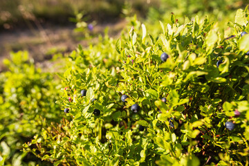 Wild blueberries grow naturally on summer green fields.