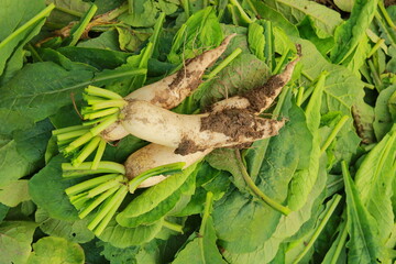 Fresh white radish in the farmland, Harvesting the white radishes, Fresh radishes in the garden