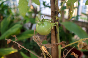 Selective Focus Of Ripe Tomato (Also called Solanum lycopersicum, Lycopersicon lycopersicum, Lycopersicon esculentum) on the tree