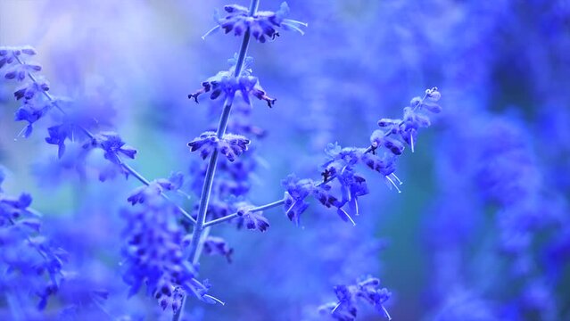 Perovskia atriplicifolia 'Blue Spire', blue Russian sage flowers close up. Lavender. Blooming Purple perovskia flowers, nature background. Summer garden. Slow motion