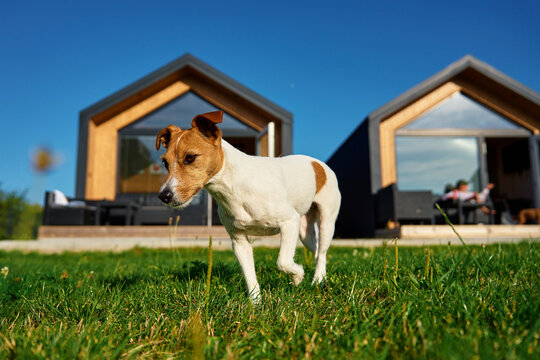 Cute small dog on front yard near suburban house at summer day. Pet walking on lawn with green grass against house facade. Jack Russell terrier portrait