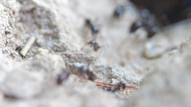 Ants come out of an underground anthill. Slow motion recording.