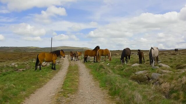 horses grazing along dirt path with young foals, slowly moving out of way, dolly push in