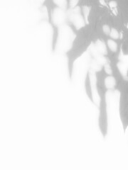 Shadow Leaf Background, Abstract Plant Leaves White Light on blur Cement Marble, Overlay Sun Light Shade Nature Tree Floral Texture on Wall Floor Minimal Mockup Template Backdrop Space from Window.